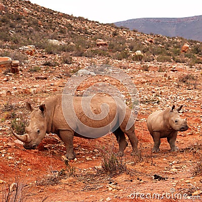 African Rhinos Stock Photo