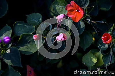 Beautiful of pink rose flower with vintage style in garden at Chiang Mai,Thailand. Stock Photo