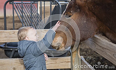 Toddler Boy Visiting a Local Urban Farm Petting a Horse`s Head Stock Photo