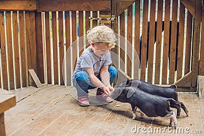 Toddler girl caresses and feeds pig piglet in the petting zoo. c Stock Photo