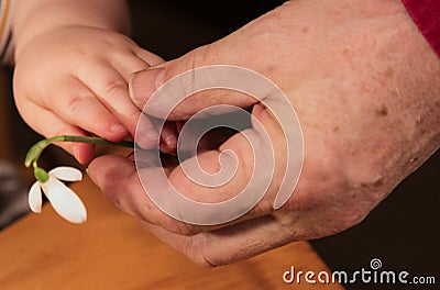 Toddler hand gives grandfather hand a flower Stock Photo