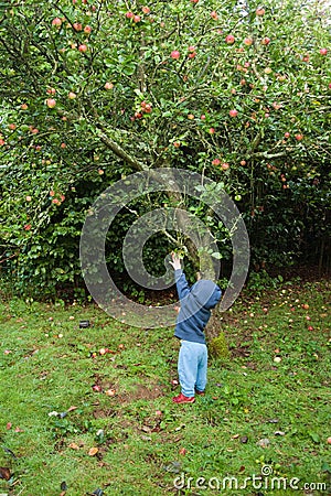 Toddler picking apples Stock Photo