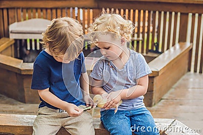 Toddlers girl and boy playing with the ducklings in the petting zoo Stock Photo