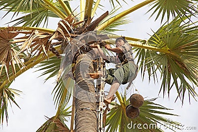 Toddy collector at work, Myanmar Editorial Stock Photo