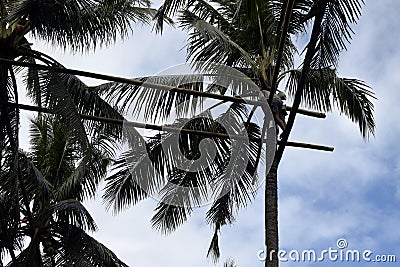 Toddy tapper working collecting coconut sap used in making coconut vodka Stock Photo