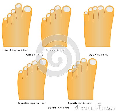 Toe Shape Stock Vector - Image: 39933571