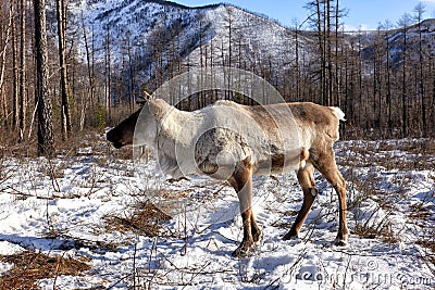 Tofalar domestic reindeer. One deer on background of taiga pasture Stock Photo