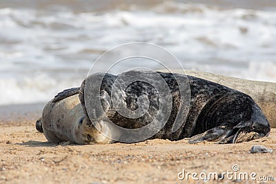 Togetherness. Animals in love cuddling. Affectionate seals hugging Stock Photo