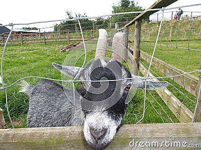 Toggenburg Goat Black and White Cantref Farm Wales Stock Photo