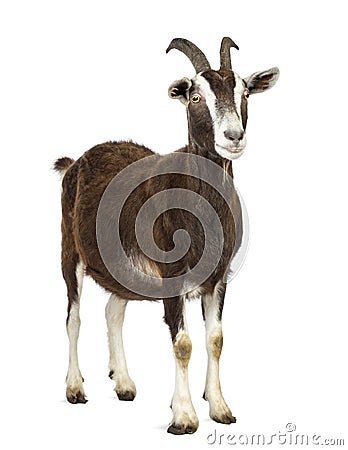 Toggenburg goat looking away against white background Stock Photo