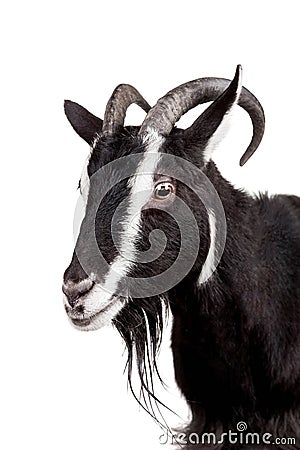 Toggenburg goat on the white Stock Photo