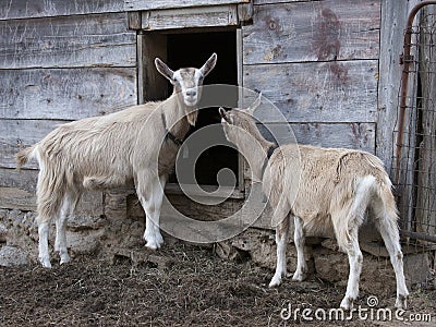 Toggenburg Goats Stock Photo