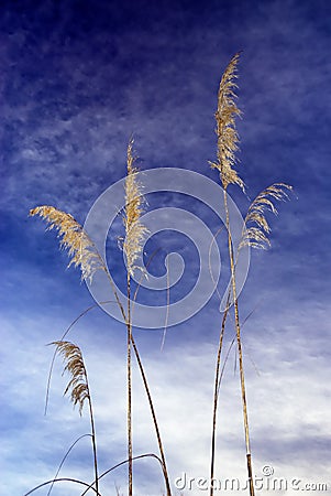 Toi toi plant against blue sky Stock Photo