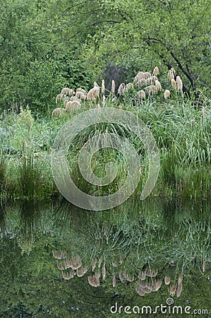 Toi Toi reflections Stock Photo