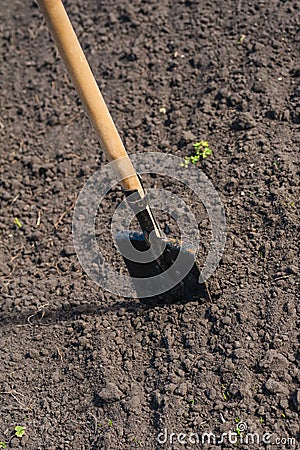 Toil work of ground. spade insert soil Stock Photo