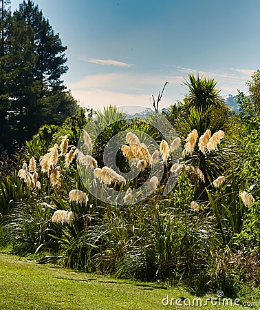 Toitoi - Prince Of Wales Feathers Stock Photo