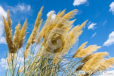 Toitoi or Toetoe: New Zealand native grass plant. Typical vegetation found in the Central Otago Rail Trail. Stock Photo