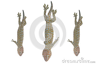Tokay Gecko, Gekko gecko, against white background. Stock Photo