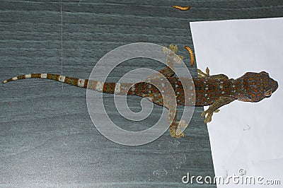 Tokay Gecko Topdown Stock Photo