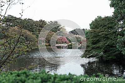 Evening time in Shinjuku Gyoen National Garden with cherry blossoms Editorial Stock Photo