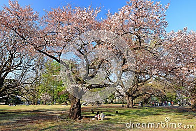 Tokyo, Japan- April 2nd, 2023: Shinjuku Gyoen National Garden with spring cherry blossom (sakura ) in Shinjuku Editorial Stock Photo