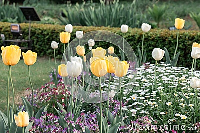 Yellow and white tulip flowers in Shinjuku Gyoen National Garden Editorial Stock Photo