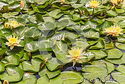 Japanese water lilies nenuphar lotus flowers in the South Pond of Meiji Jingu Inner Garden. Stock Photo