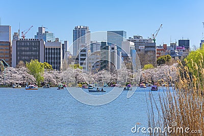 Susuki grass and boats on Shinobazu pond of Ueno park with cherry blossoms. Stock Photo