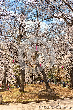 Japanese families enjoying Cherry blossoms of Asukayama in Tokyo. Editorial Stock Photo