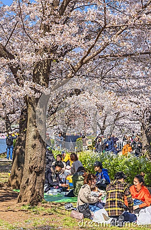 Japanese families enjoying Cherry blossoms of Ueno park in Tokyo. Editorial Stock Photo