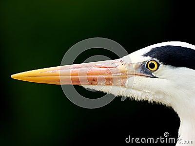 Closeup of Grey heron head Stock Photo