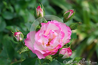 Strawberry ice rose or DELbard rose or DELcoussi rose or Bordure Rose Stock Photo