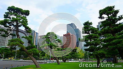 Tokyo / Japan - Sept 17 2018: Pine trees and skyscrapers. High rise buildings in Chiyoda. Chiyoda-ku is a special ward located in Editorial Stock Photo