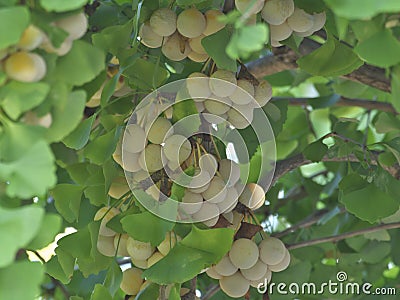 Ripe ginkgo nuts on a tree Stock Photo