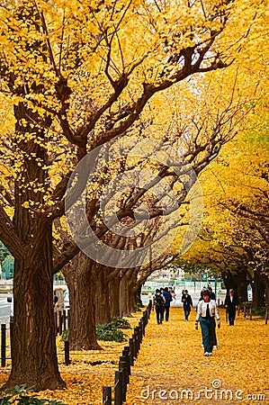 Tokyo yellow ginkgo tree street Jingu gaien avanue in autumn Editorial Stock Photo