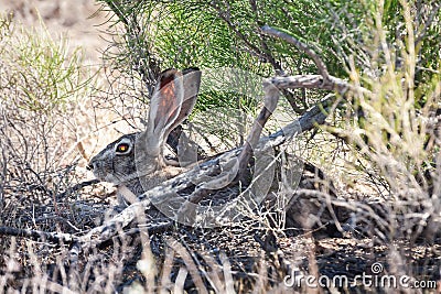 Tolai hare (Lepus tolai) with a fly on his nose resting in saxaul forest Stock Photo