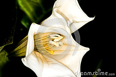 Toloache, prickly burr, famous holy plant Stock Photo