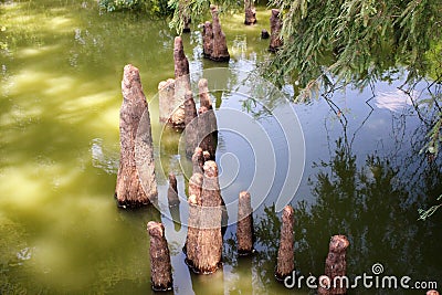 Toltec Mounds - Cypress Knees. Stock Photo