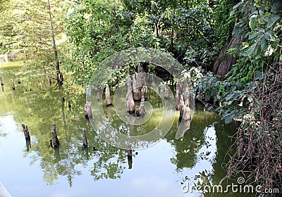 Toltec Mounds - Cypress Knees. Stock Photo