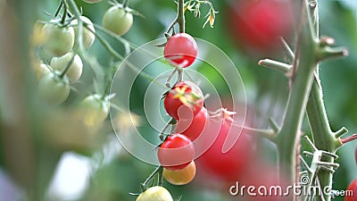 Tomates sur une branche. Plante de tomates mûres s'élevant en serre faite maison. Groupe frais de tomates naturelles rouges sur la banque de vidéos Tomates sur une branche. Plante de tomates mûres s'élevant en serre faite maison. Groupe frais de tomates naturelles rouges sur la banque de vidéos