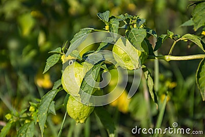 Tomatillo Physalis philadelphica or Mexican husk tomato Stock Photo