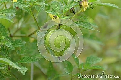 A tomatillo on the tree, also known as the Mexican husk tomato Stock Photo