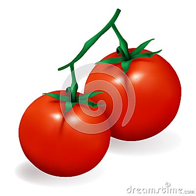 Tomato Vector Illustration