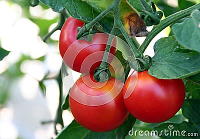 Tomato Stock Photo