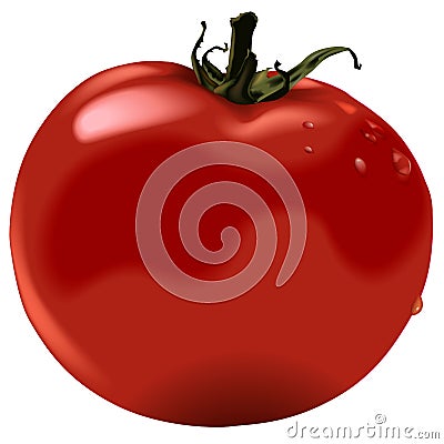 Tomato Vector Illustration