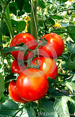 Tomato Stock Photo