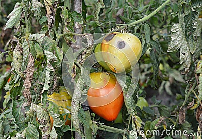 Tomato anthracnosis. Sick tomato plant affected by disease vertex rot Stock Photo