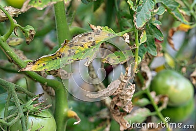 Tomato blight on maincrop foliage. fungal problem Phytophthora disease which causes spotting on late tomato leaves Stock Photo