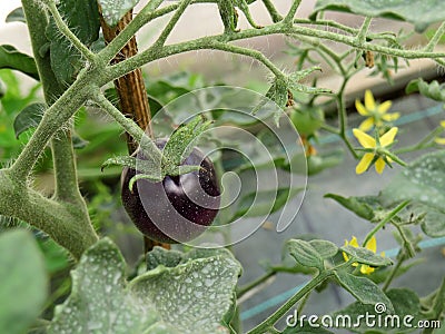 Tomato Blue - Cascade Village Blue Stock Photo