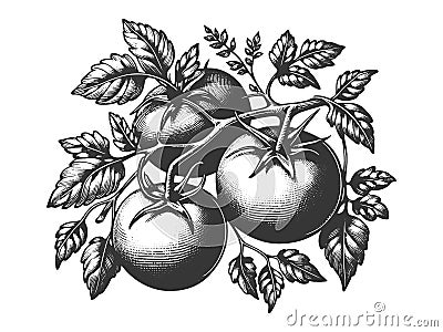 Tomato branch plant sketch vector Vector Illustration